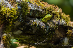 Iguane nain:Stenocercus varius
Guagsas de la neblina