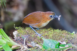 Grallaire à poitrine jaune
- Yellow-breasted Antpitta (Wilimina)