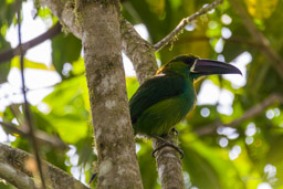 Toucanet à croupion r
- Crimson-rumped Toucanet