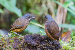 Grallaire à moustaches
- Moustached Antpitta (Suzana & José)