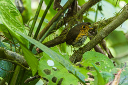 Grallaire ocrée
- Ochre-breasted Antpitta (Shakira)