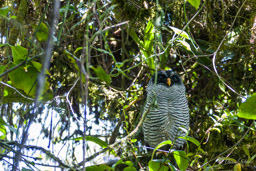 Chouette à lignes noires
- Black-and-white Owl