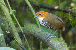 Grallaire à tête rousse
- Chestnut-crowned Antpitta (Andreita)