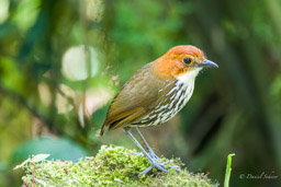 Grallaire à tête rousse
- Chestnut-crowned Antpitta (Andreita)