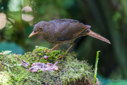 Merle géant
- Great Thrush