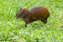 Agouti