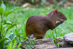 Agouti