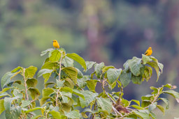 Calliste doré
- Golden Tanager