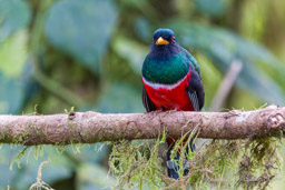 Trogon masqué
- Masked Trogon