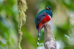 Trogon masqué
- Masked Trogon