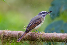 Tyran à ventre d'or
- Golden-bellied Flycatcher