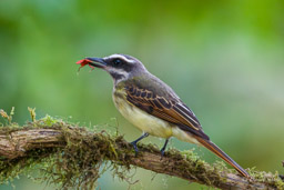 Tyran à ventre d'or
- Golden-bellied Flycatcher