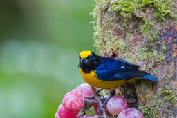 Organiste à ventre orange
- Orange-bellied Euphonia