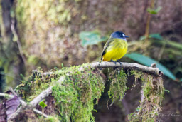 Moucherolle orné
- Ornate Flycatcher