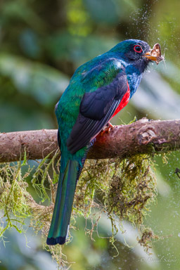 Trogon masqué
- Masked Trogon