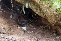 troglodyte à poitrine grise
- Grey-breasted Wood Wren