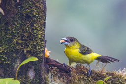 Tangara à dos citron
- Lemon-rumped Tanager ♀