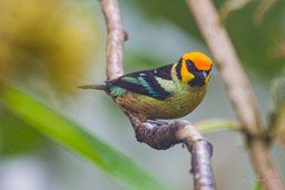 Calliste à face rouge
- Flame-faced Tanager
