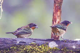 Calliste à gorge rousse
- Rufous-throated Tanager