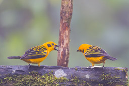 Calliste doré
- Golden Tanager