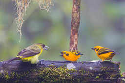 Calliste doré
- Golden Tanager & Tangara à dos citron
- Lemon-rumped Tanager ♀