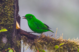 Calliste étincelant
- Glistening-green Tanager