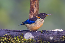 Calliste sucrier
- Golden-collared Honeycreeper