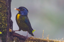 Tangara d'Edwards
- Moss-backed Tanager