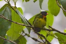 Cotinga jucunda
- Orange-breasted Fruiteater