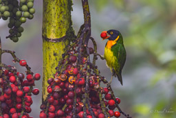 Cotinga jucunda
- Orange-breasted Fruiteater