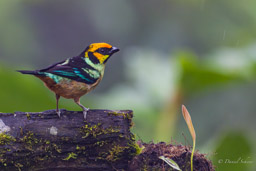 Calliste à face rouge
- Flame-faced Tanager
