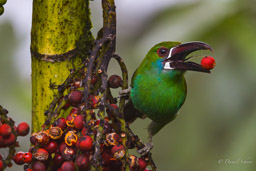 Toucanet à croupion rouge
- Crimson-rumped Toucanet