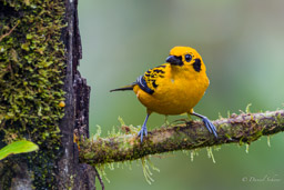 Calliste doré
- Golden Tanager