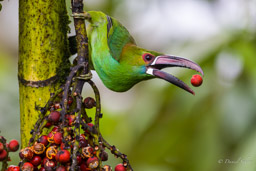 Toucanet à croupion rouge
- Crimson-rumped Toucanet