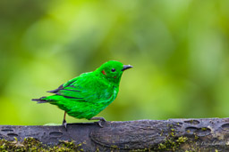 Calliste étincelant
- Glistening-green Tanager