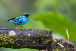 Calliste à nuque d'or
- Golden-naped Tanager