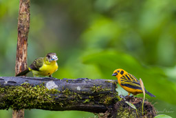 Calliste doré
- Golden Tanager & Tangara à dos citron
- Lemon-rumped Tanager ♀