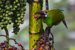 Toucanet à croupion rouge
- Crimson-rumped Toucanet