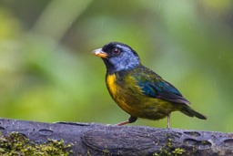 Tangara d'Edwards
- Moss-backed Tanager