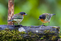 Calliste à gorge rousse
- Rufous-throated Tanager