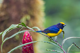 Organiste à ventre orange
- Orange-bellied Euphonia