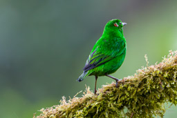 Calliste étincelant
- Glistening-green Tanager