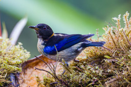 Calliste sucrier
- Golden-collared Honeycreeper