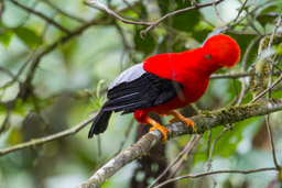 Coq-de-roche péruvien
- Andean Cock-of-the-rock