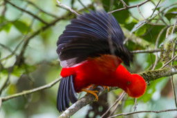 Coq-de-roche péruvien
- Andean Cock-of-the-rock