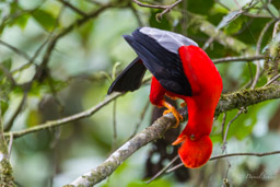 Coq-de-roche péruvien
- Andean Cock-of-the-rock