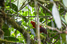 femelle Coq-de-roche péruvien
- Andean Cock-of-the-rock ♀