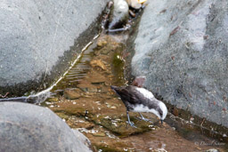 Cincle à tête blanche
- White-capped Dipper