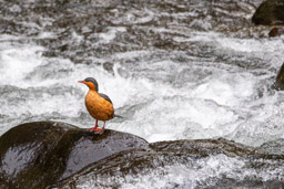 Merganette des torrents
- Torrent Duck ♀