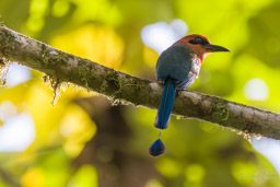 Motmot à bec large
- Broad-billed Motmot